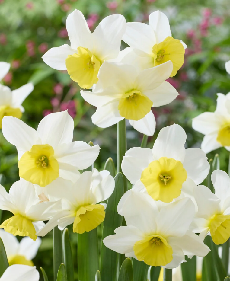 Narcissus 'Jumelee' 2 Bulbs