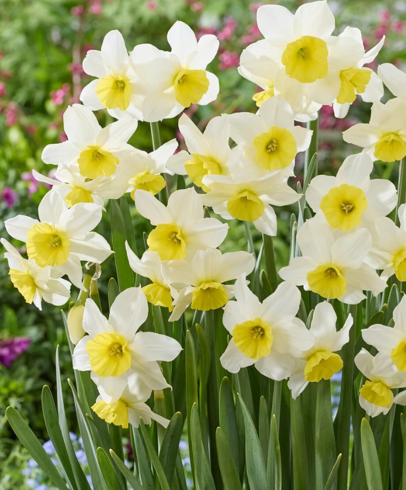 Narcissus 'Jumelee' 2 Bulbs