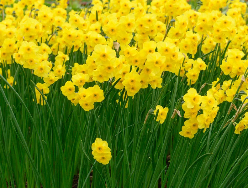 Narcissus 'Kokopelli' 2 Bulbs