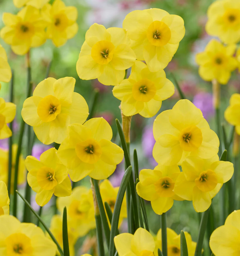 Narcissus 'Kokopelli' 2 Bulbs