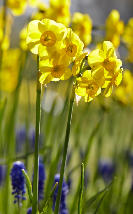 Narcissus 'Kokopelli' 2 Bulbs