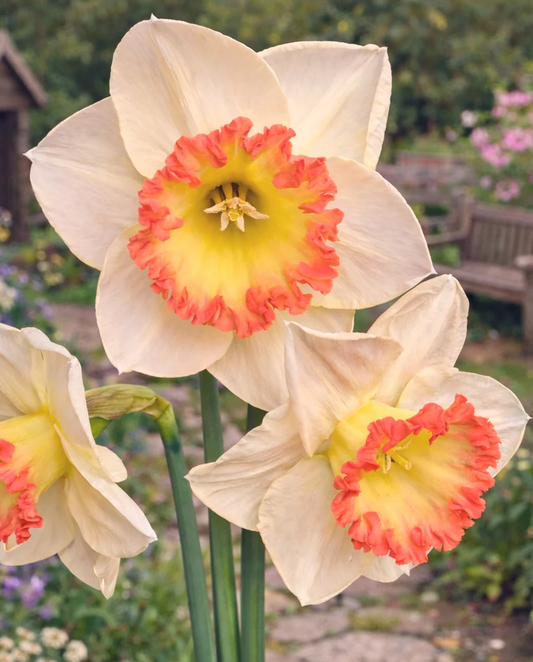 Narcissus 'Crè­me Ca­ra­mel' 2 Bulbs