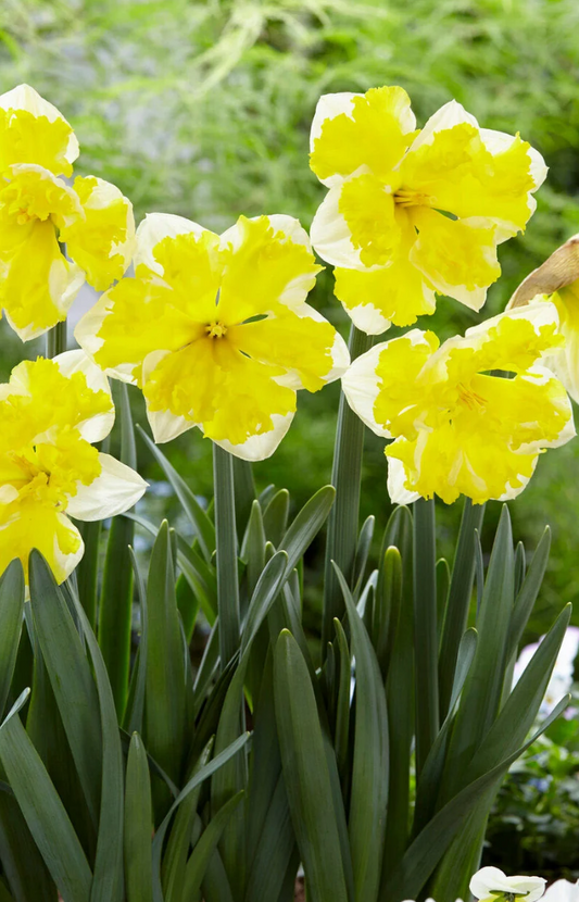 Narcissus 'Banana Splash' 2 Bulbs