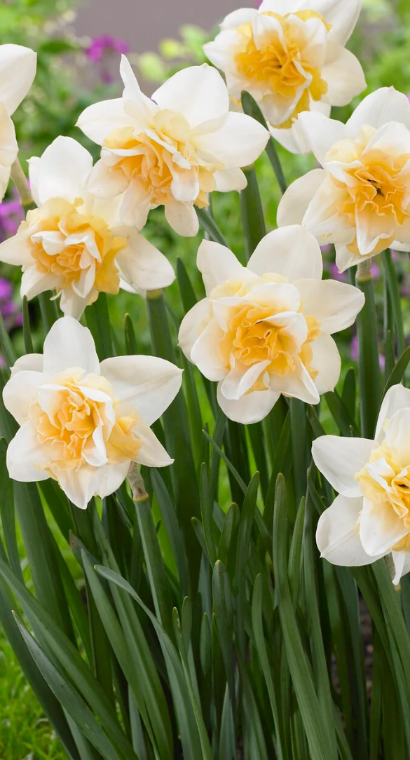 Narcissus 'Sweet Desire' 2 Bulbs