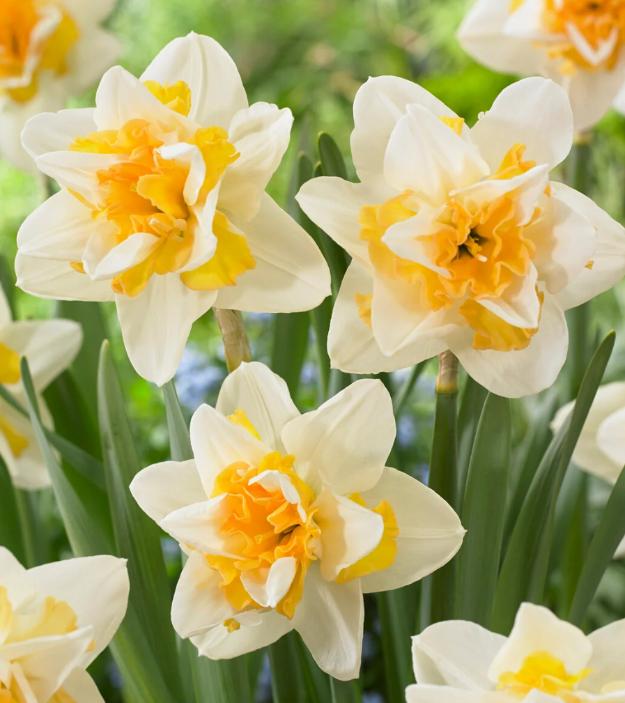 Narcissus 'Sweet Desire' 2 Bulbs