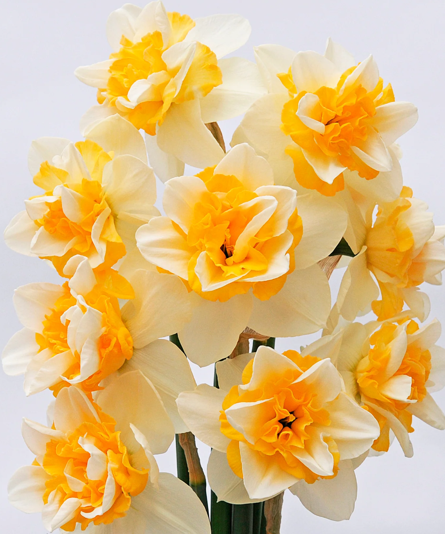 Narcissus 'Sweet Desire' 2 Bulbs