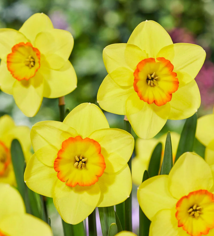 Narcissus 'Pacific Rim' 2 Bulbs