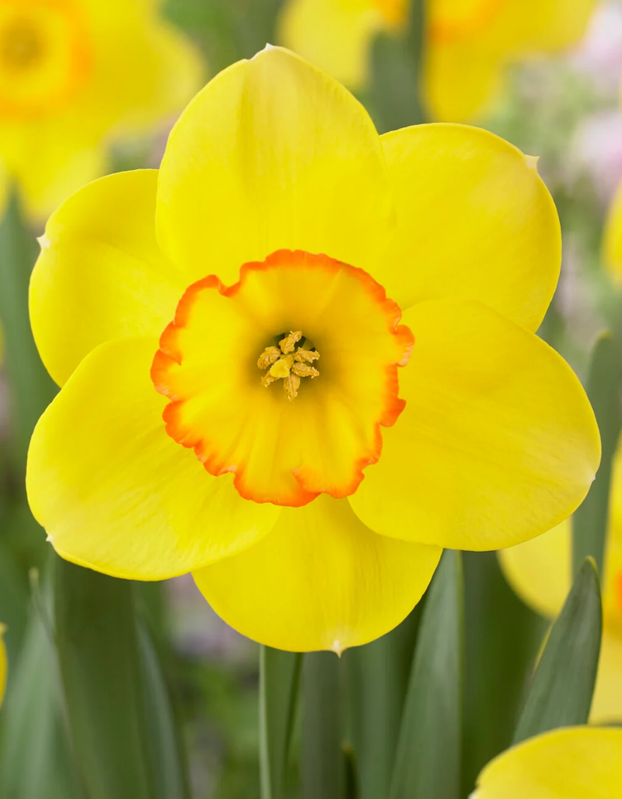 Narcissus 'Pacific Rim' 2 Bulbs