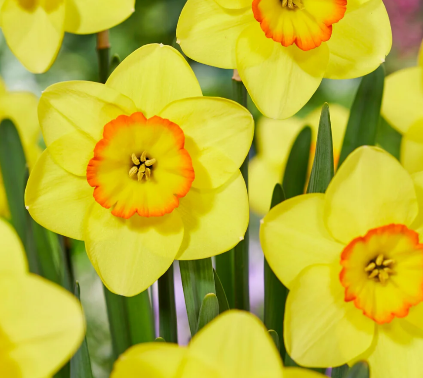 Narcissus 'Pacific Rim' 2 Bulbs