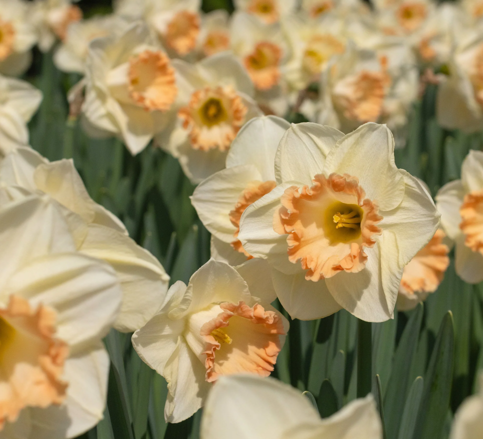 Narcissus 'Martha Stewart' 2 Bulbs
