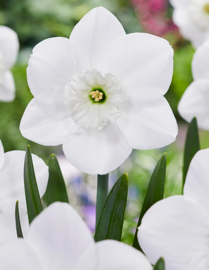 Narcissus 'Falmouth Bay' 2 Bulbs