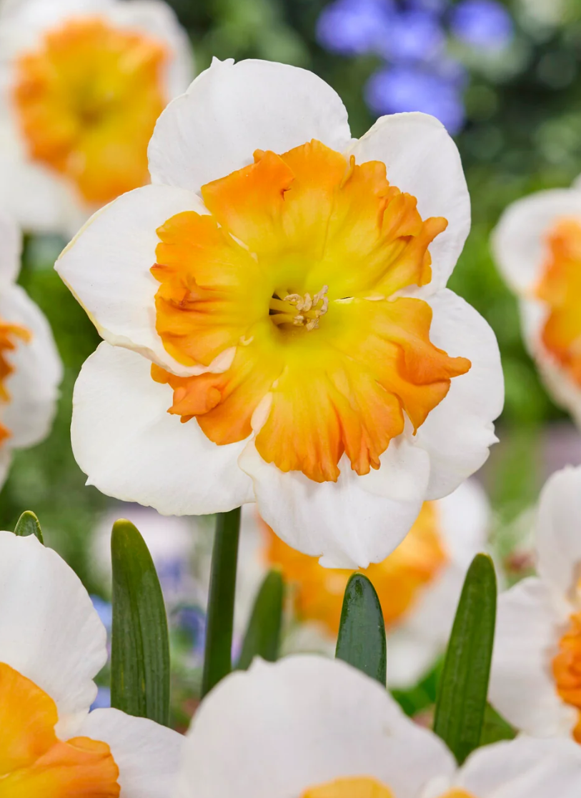 Narcissus 'Zinzi' 2 Bulbs