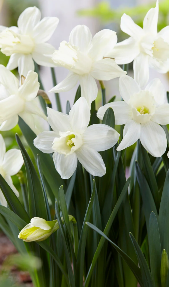 Narcissus 'Snow Baby' 2 Bulbs
