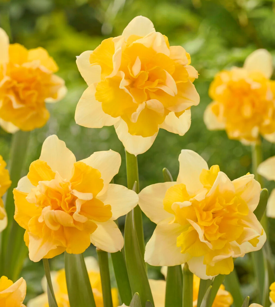 Narcissus 'Growers Beauty' 2 Bulbs