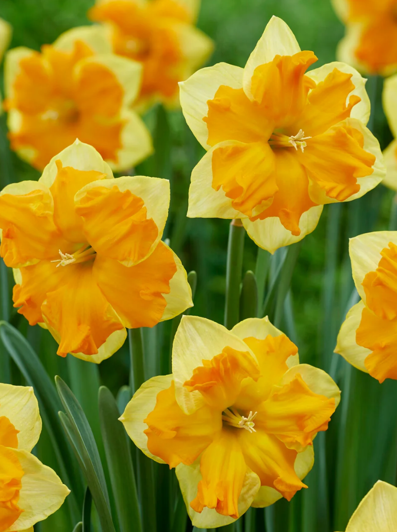 Narcissus 'Outright Orange' 2 Bulbs