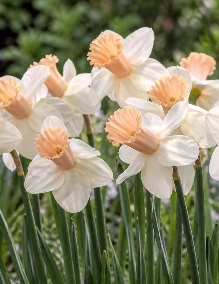 Narcissus 'Llanfair' 2 Bulbs