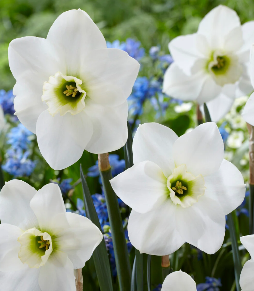 Narcissus 'Emerald Green' 2 Bulbs