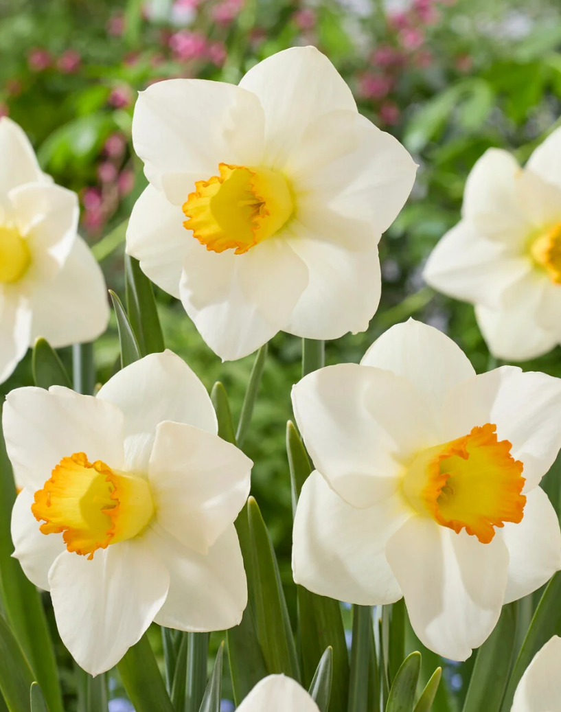 Narcissus 'Sunlit Chalice' 2 Bulbs