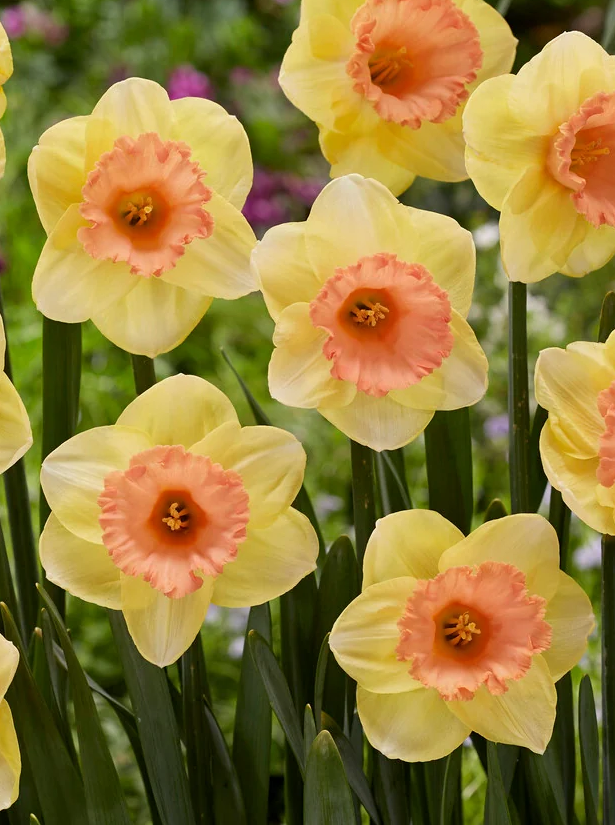 Narcissus 'Colour Magic' 2 Bulbs