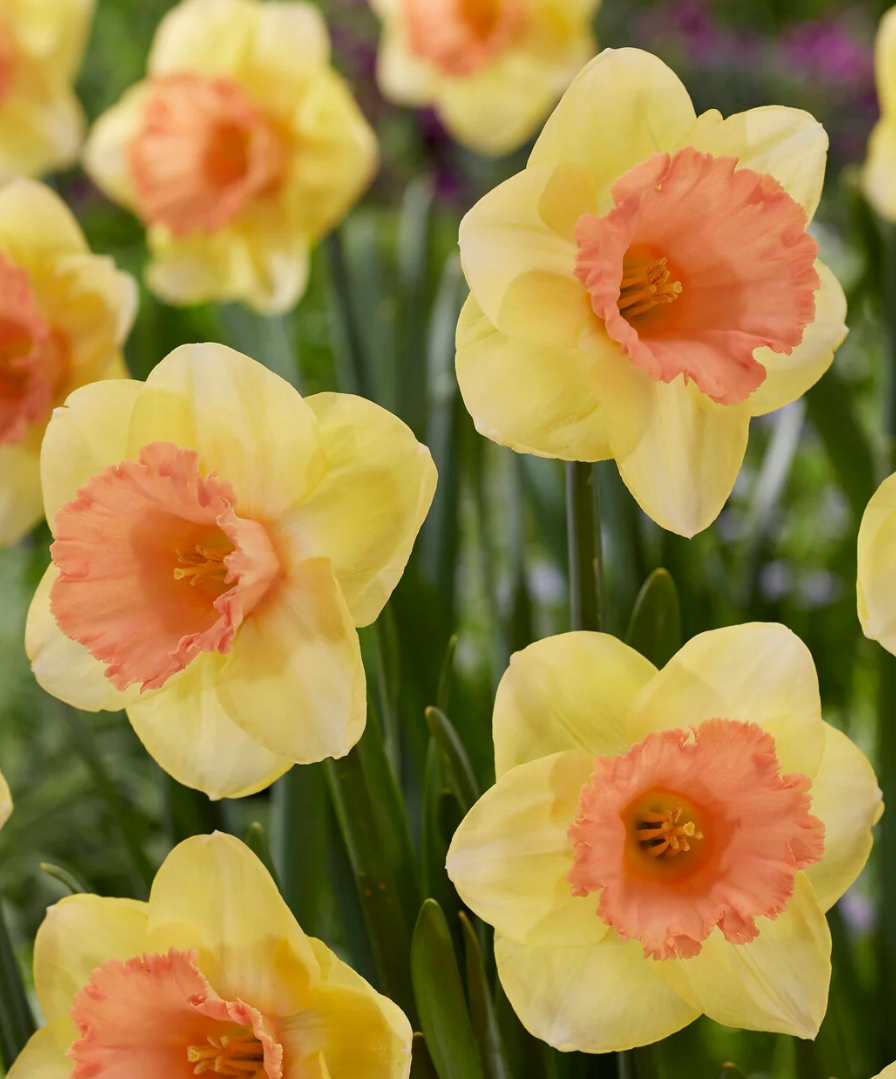 Narcissus 'Colour Magic' 2 Bulbs
