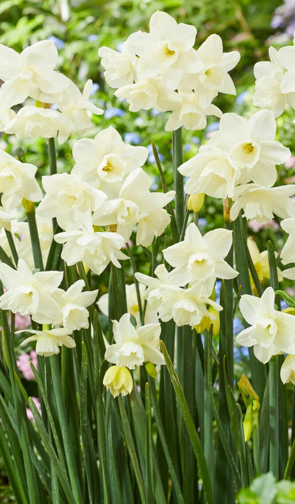Narcissus 'Hunter Morn' 2 Bulbs