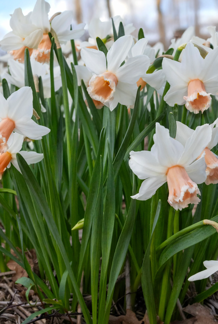 Narcissus 'Frozen Pink' 2 Bulbs