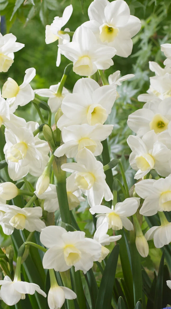 Narcissus 'Silver Chimes' 2 Bulbs