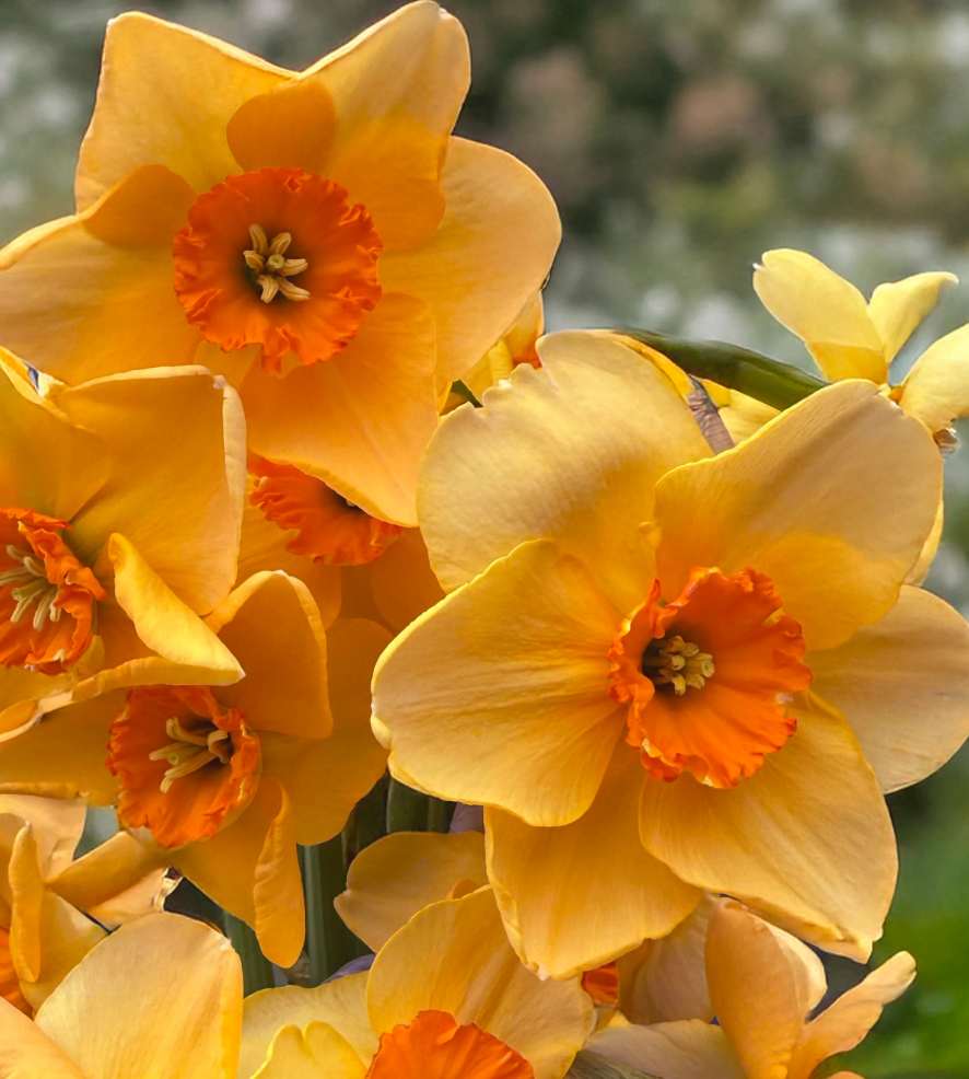 Narcissus 'Pumpkin Spice' 2 Bulbs