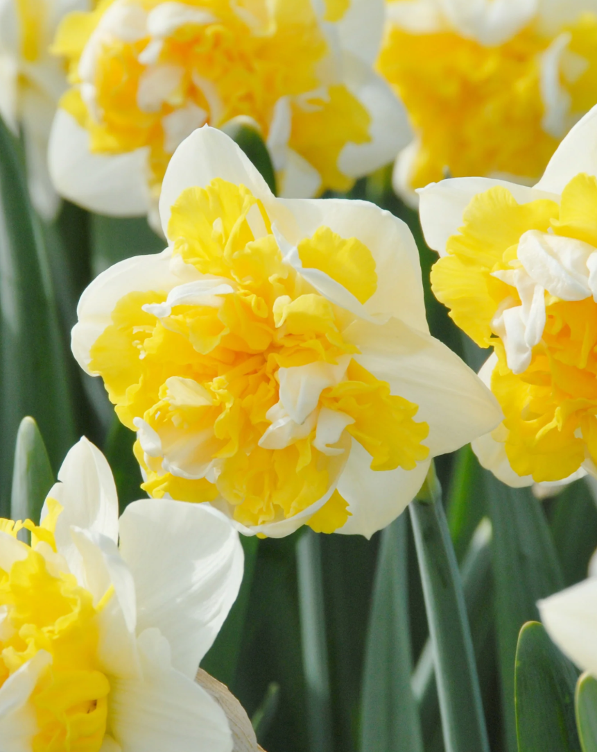Narcissus 'Doctor Witteveen' 2 Bulbs
