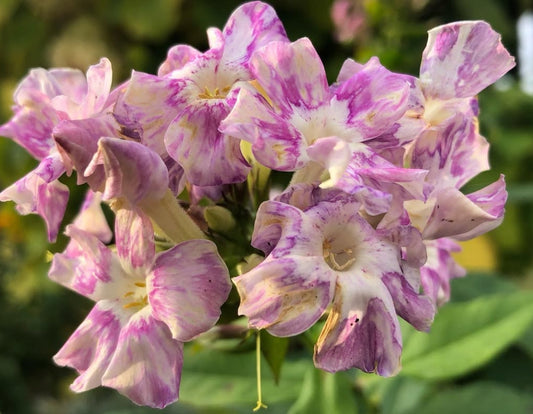 Phlox Rainbow Chichen 50 Seeds