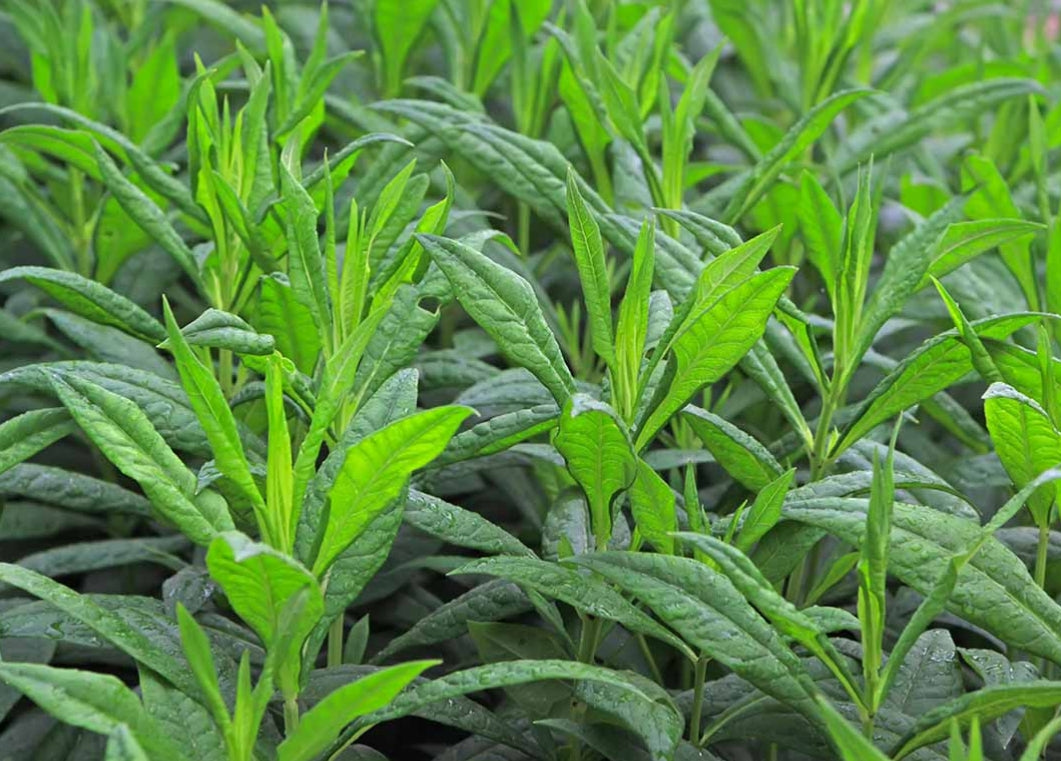 Phlox Madonna 50 Seeds