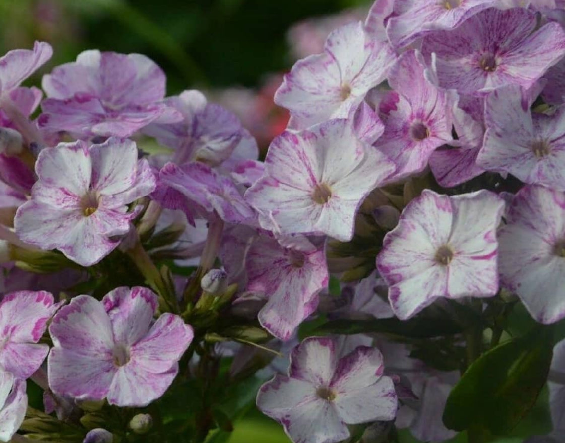 Phlox Rainbow Chichen 50 Seeds