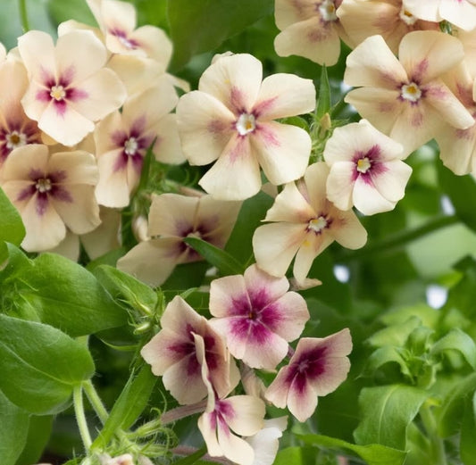 Phlox Cherry caramel 50 Seeds