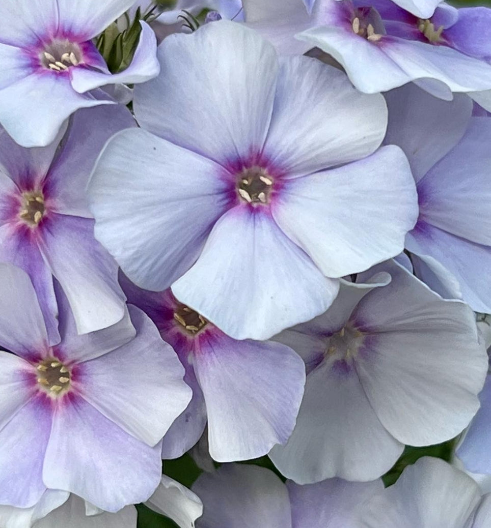 Phlox Cloudy 50 Seeds