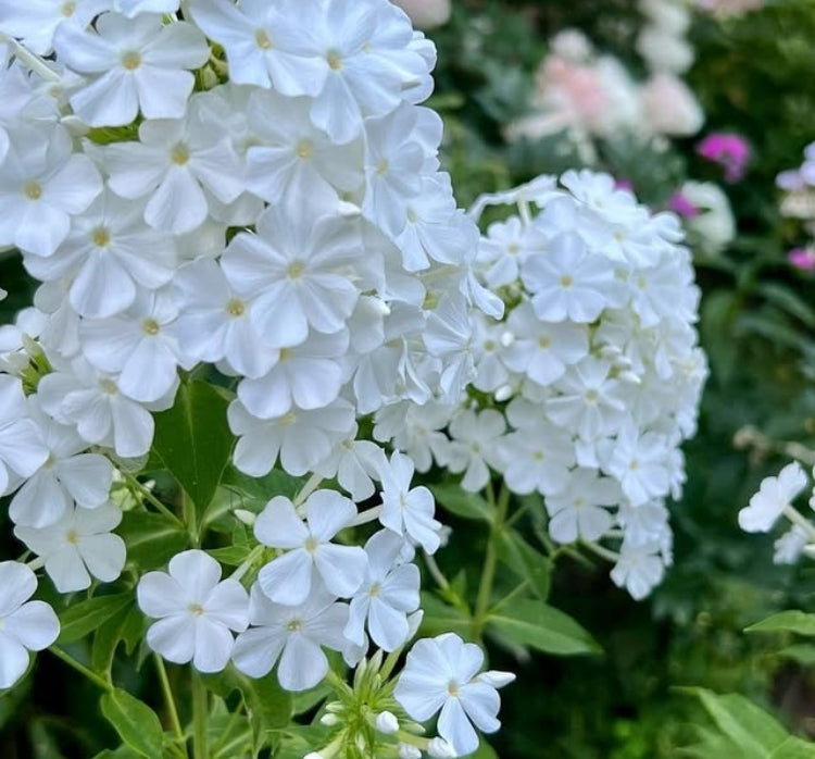 Phlox Fujiyama 50 Seeds