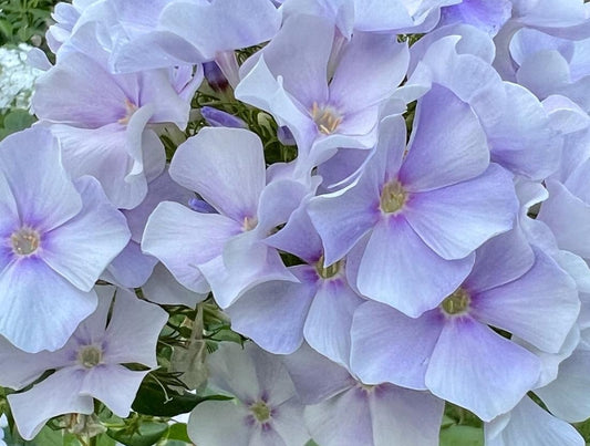 Phlox Cloudy 50 Seeds