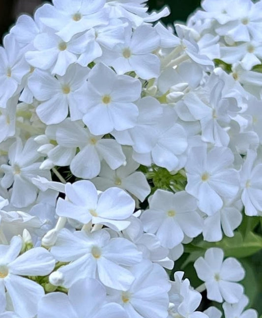Phlox Fujiyama 50 Seeds