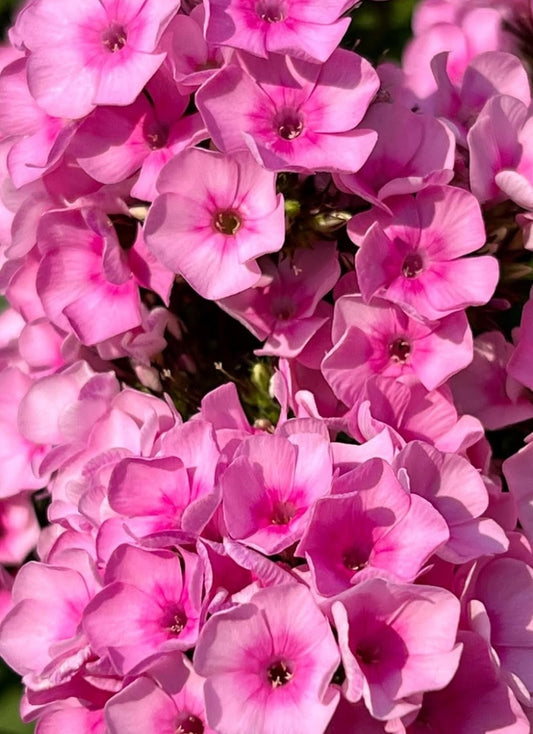 Phlox Baby Face 50 Seeds