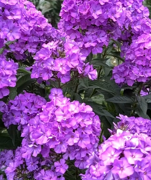 Phlox Sandro Bottichelly 50 Seeds