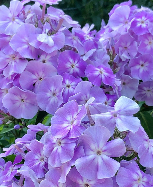 Phlox Eagle Love 50 Seeds