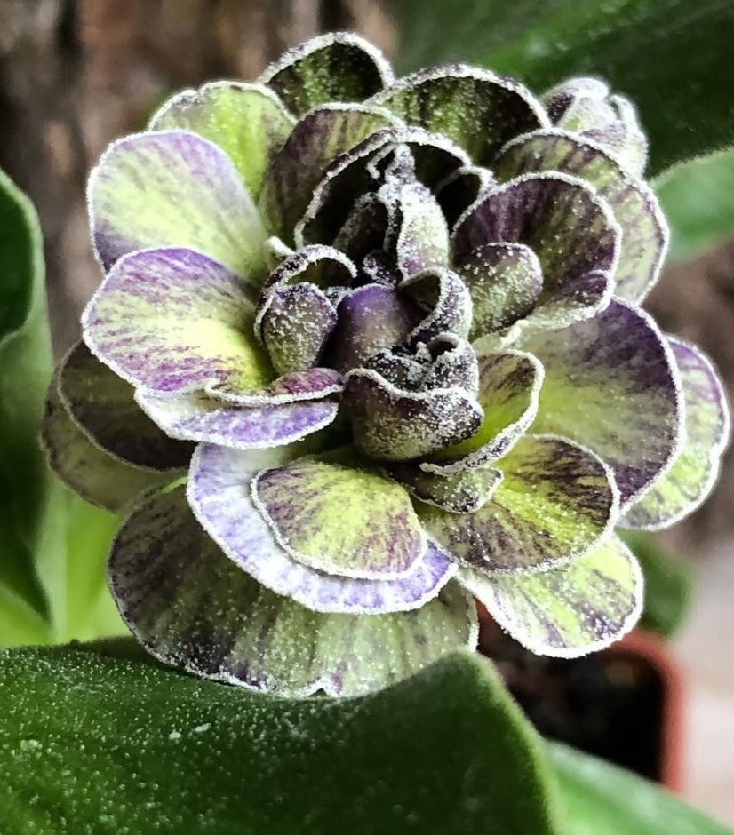 Primula auricula 'Jubilee' 50 Seeds