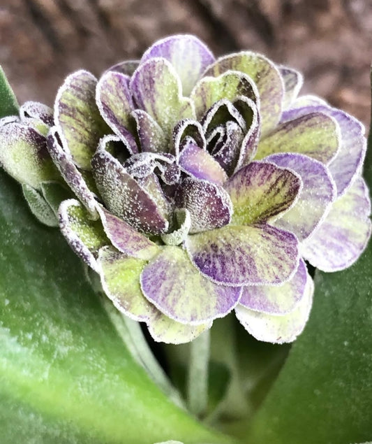 Primula auricula 'Jubilee' 50 Seeds