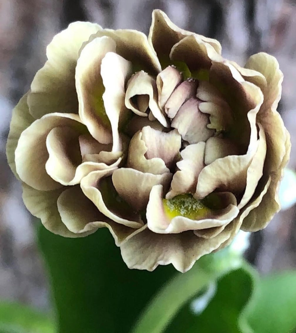 Primula auricula 'Forest Wonder' 50 Seeds