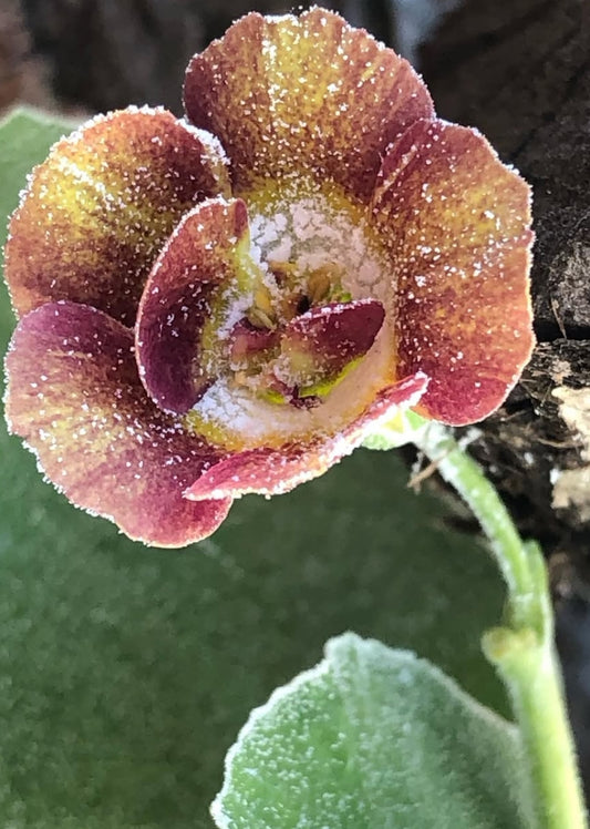 Primula auricula 'Indian Summer colours' 50 Seeds
