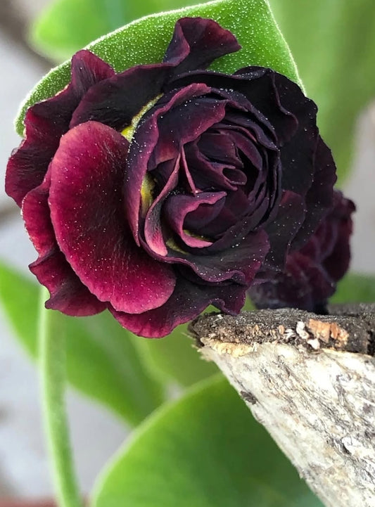 Primula auricula 'Corrie Files' 50 Seeds