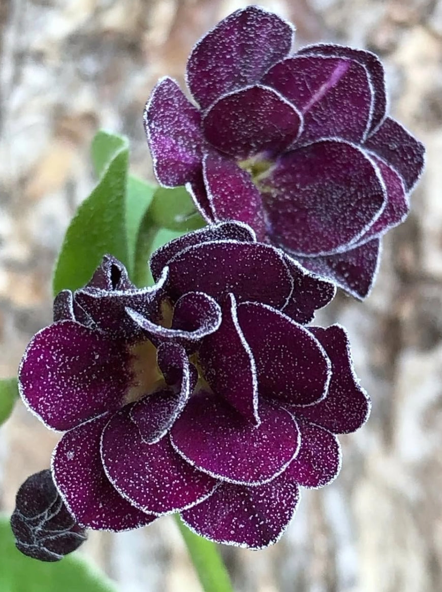 Primula auricula 'Tachete' 50 Seeds