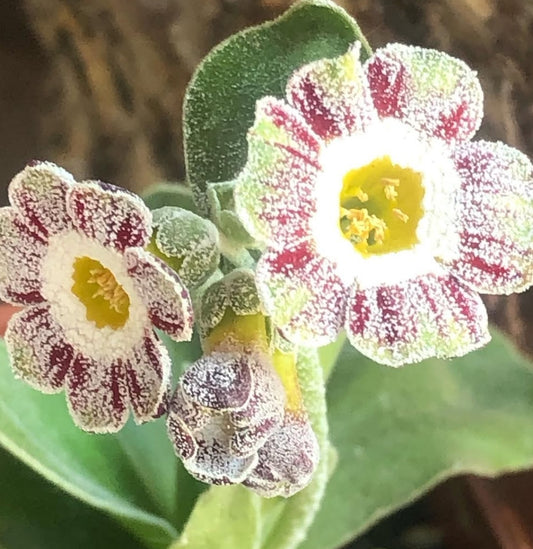 Primula auricula 'War Paint' 50 Seeds
