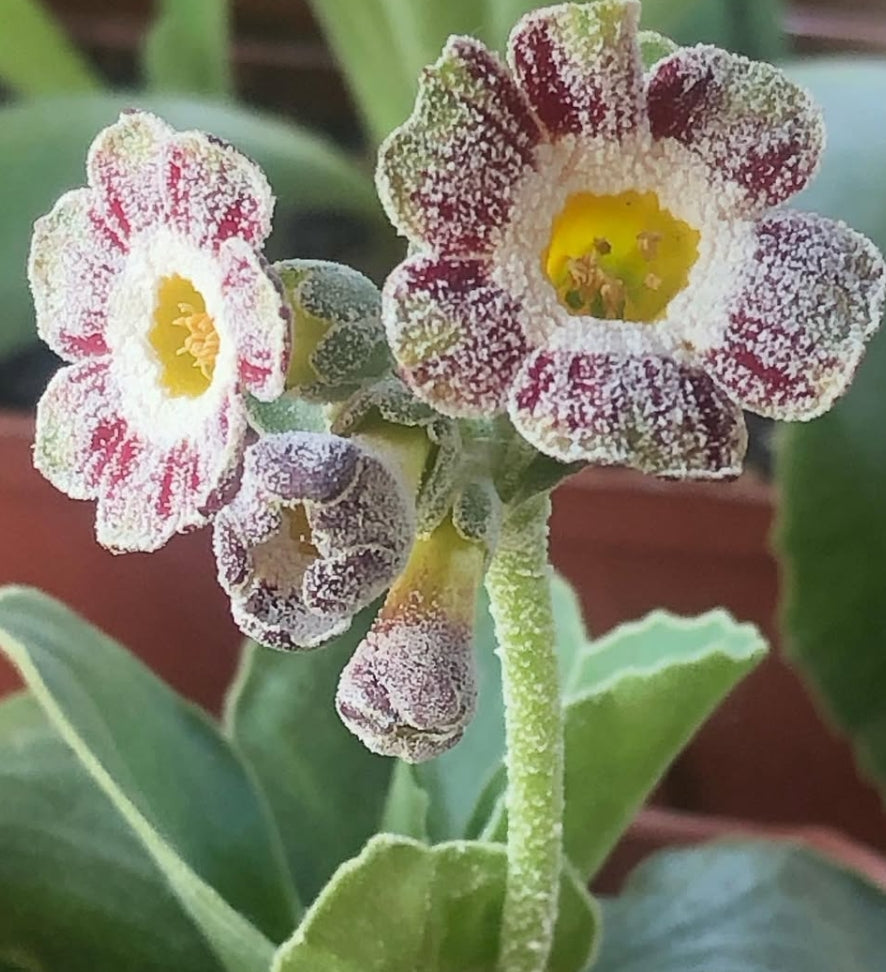 Primula auricula 'War Paint' 50 Seeds