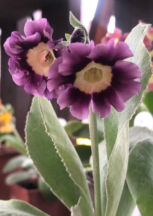 Primula auricula 'MacWatt’s Blue' 50 Seeds