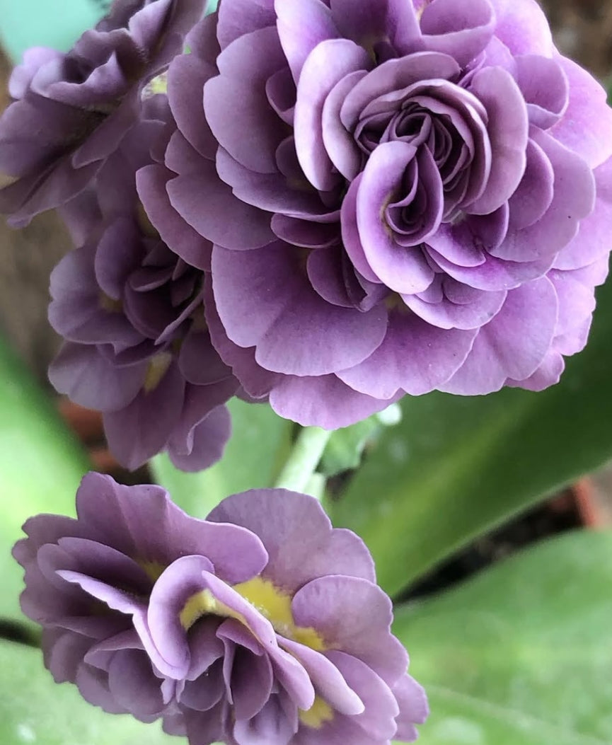 Primula auricula 'Wrangle' 50 Seeds